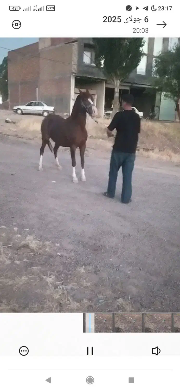 مادیون|اسب و تجهیزات اسب‌سواری|دهگلان, |دیوار