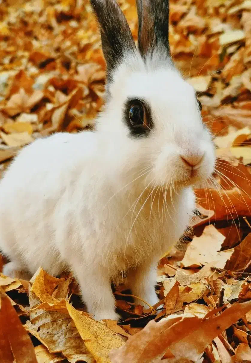 خرگوش|موش و خرگوش|کاشان, پامنار|دیوار