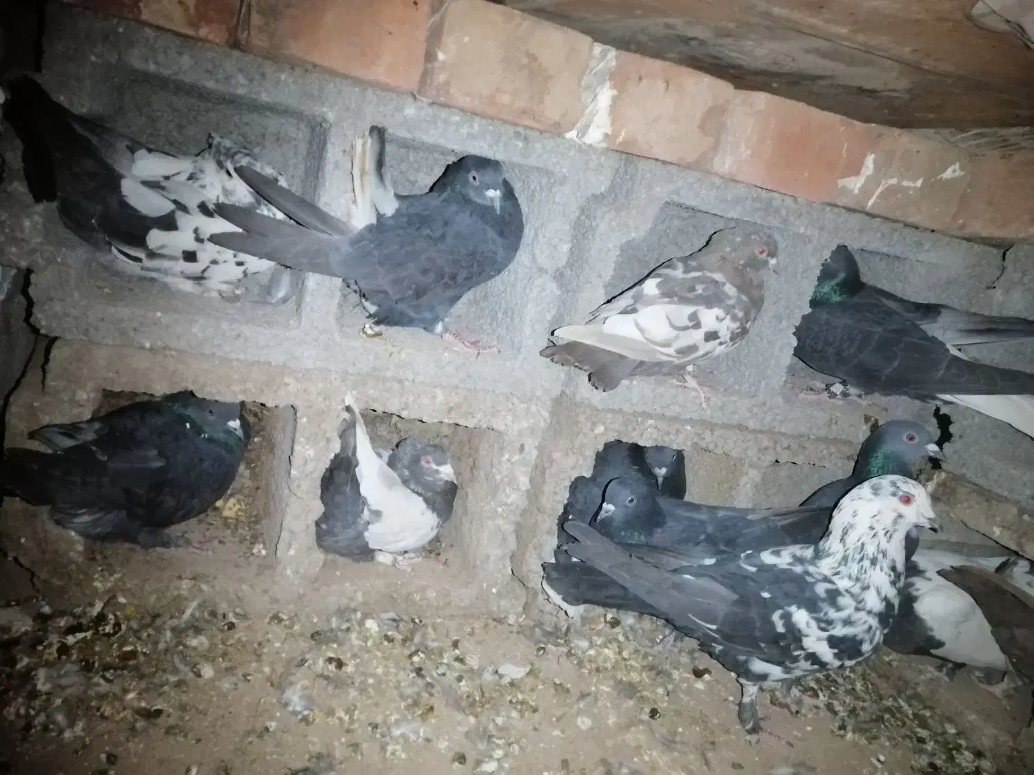 14عدد کفتر|پرنده|زرند, |دیوار