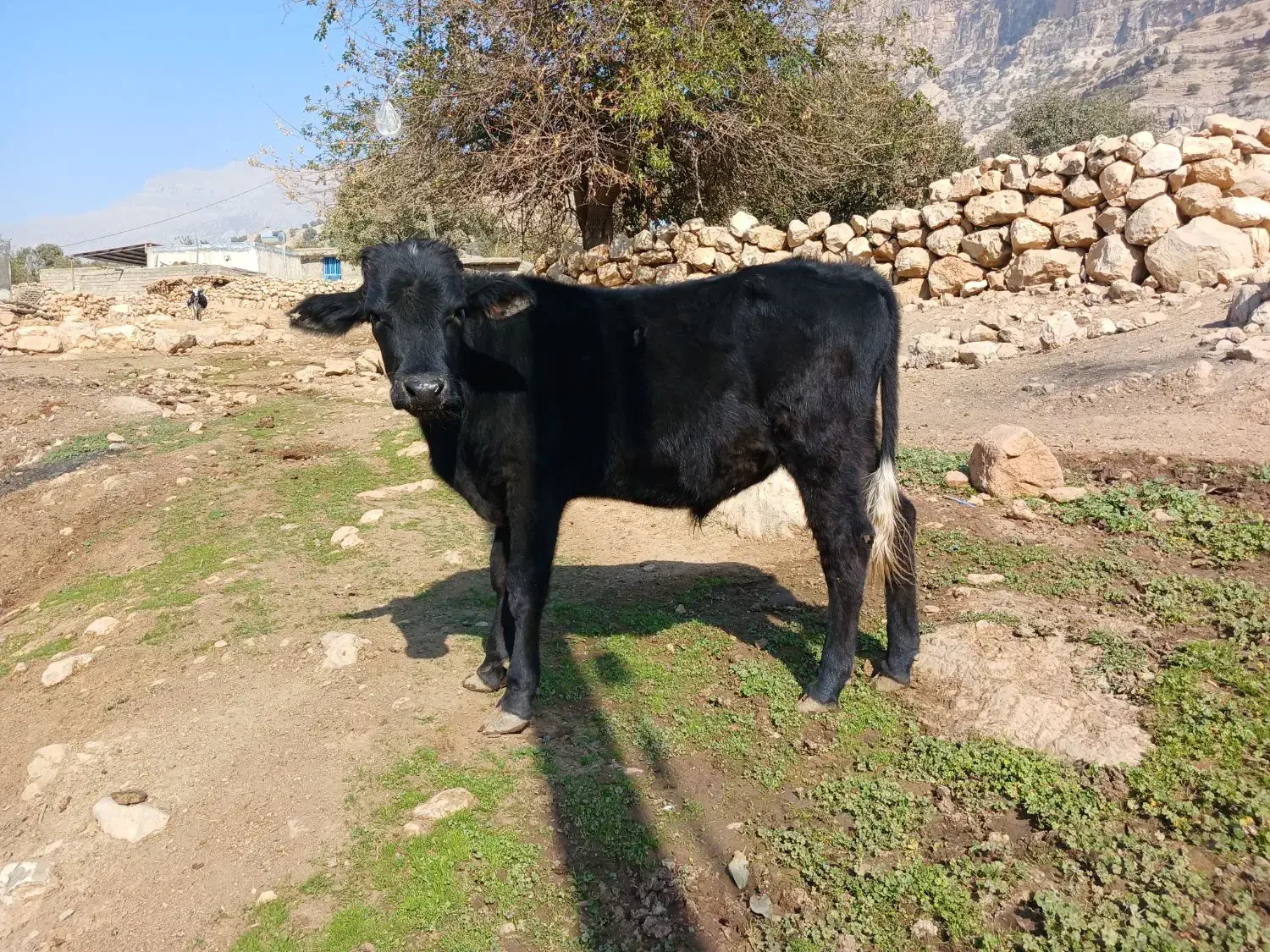 یک عددپل|حیوانات مزرعه|اندیکا, |دیوار