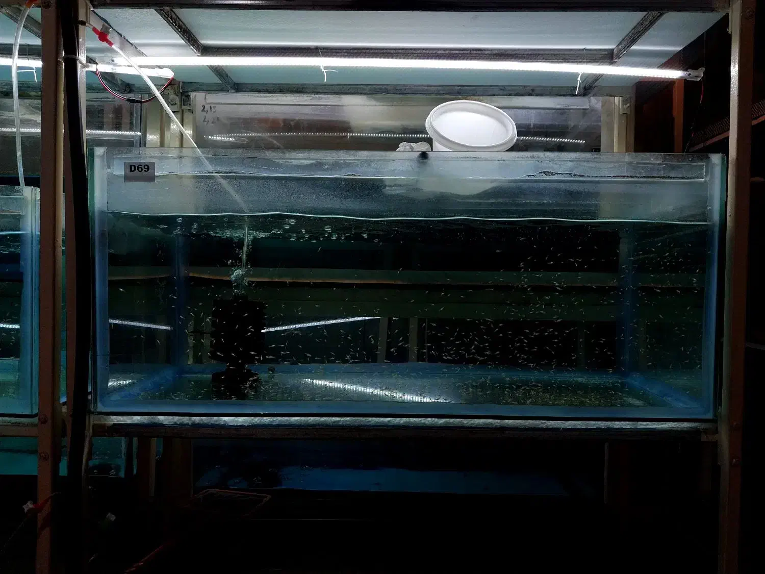 ماهیان زینتی سایز ریز|ماهی|اصفهان, نقش جهان|دیوار