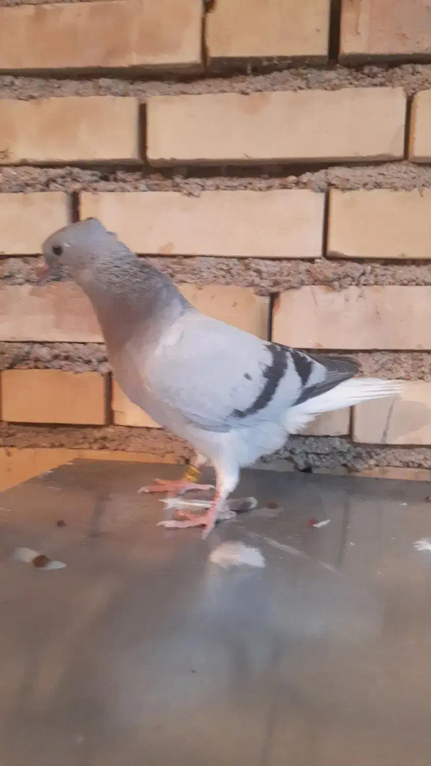 جفت شامی دم سفید|پرنده|دزفول, |دیوار