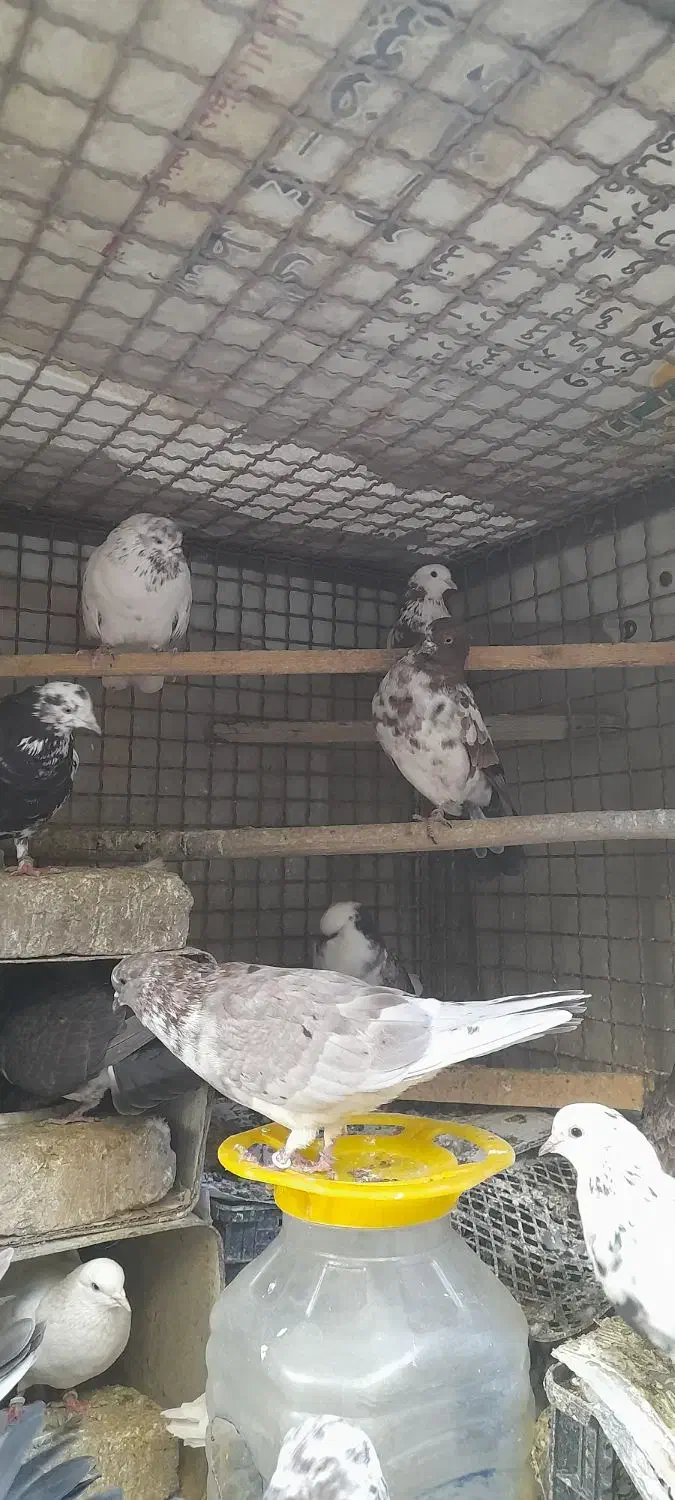 فروش کبوتر|پرنده|هشتگرد, هشتگرد قدیم|دیوار