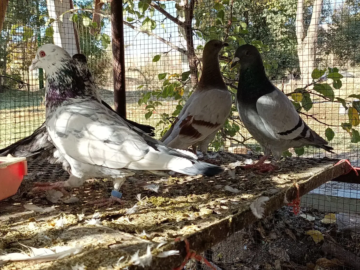 کفتر پلاکی و پر و فیت|پرنده|شهرکرد, |دیوار