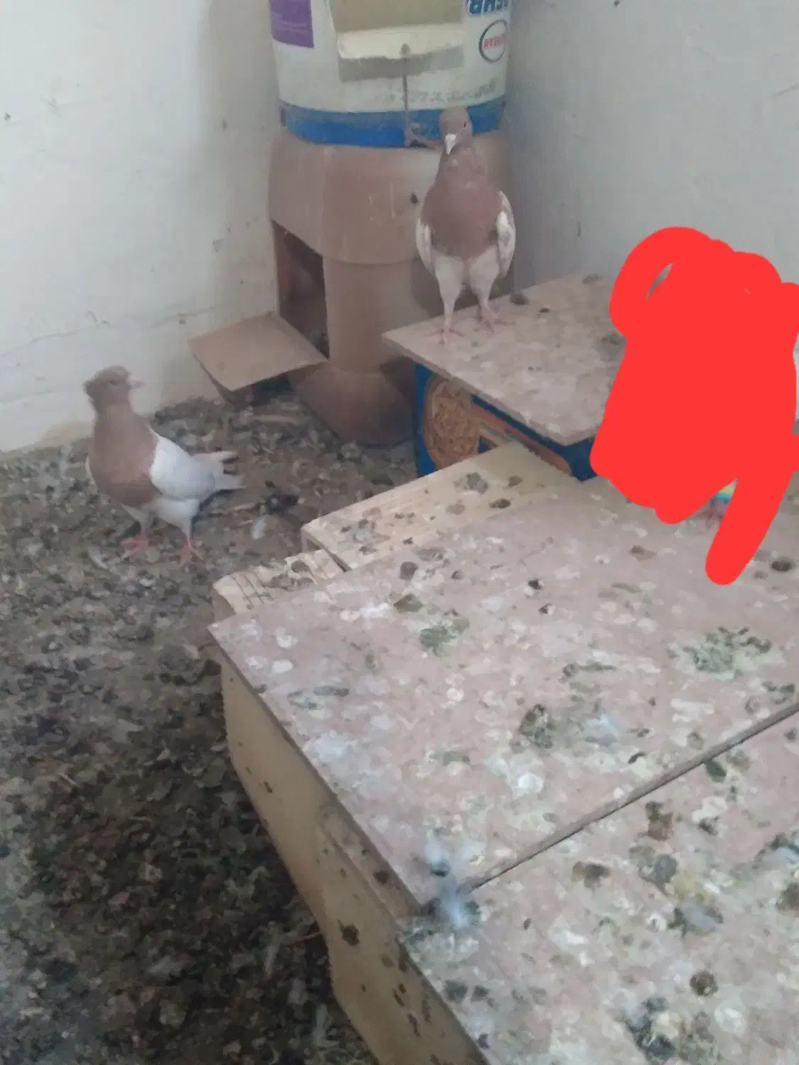 کبوتر|پرنده|جوین, |دیوار