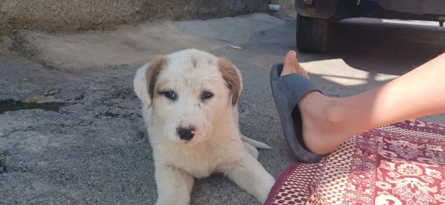 سگ سرابی|سگ|هشتگرد, شهرک وحدت|دیوار