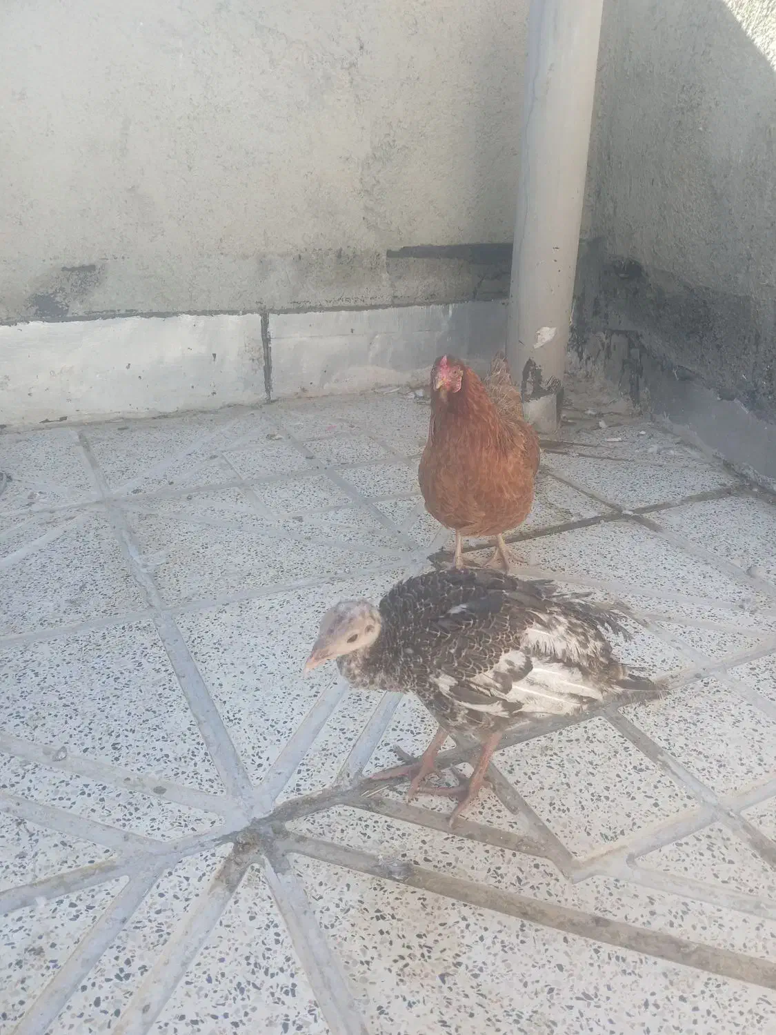 مرغ تخم گزار و بوقلمون|حیوانات مزرعه|همدان, |دیوار