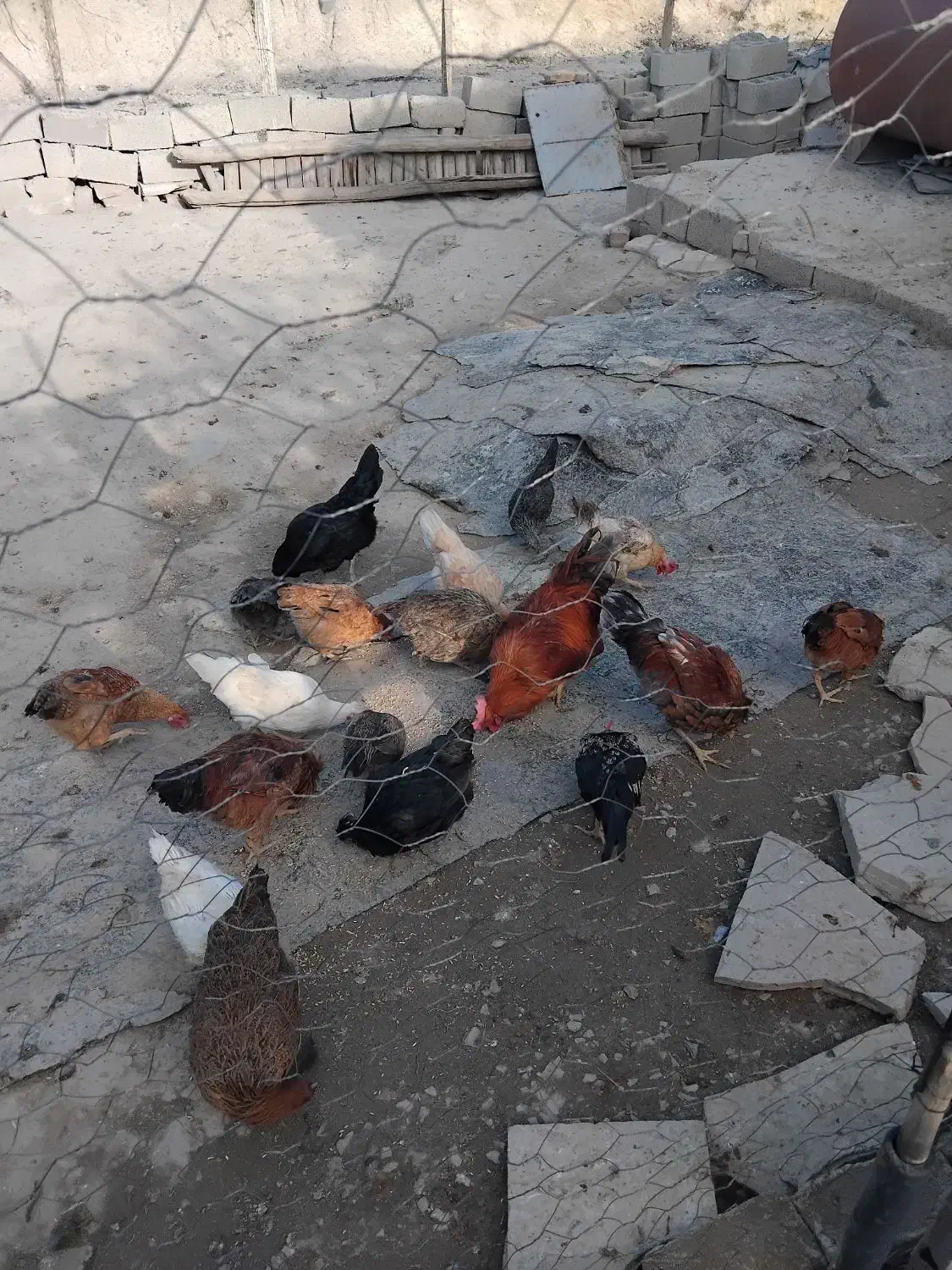 مرغ تخم گذار|حیوانات مزرعه|کامیاران, |دیوار