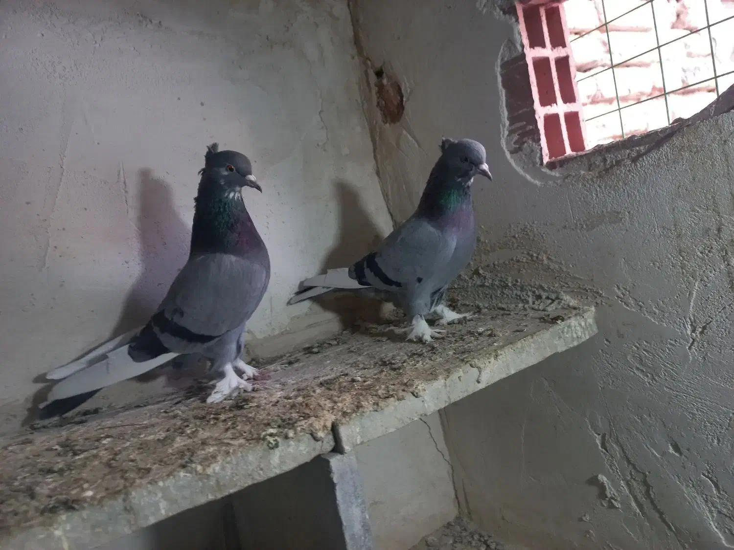 شازده سبز|پرنده|اردبیل, |دیوار