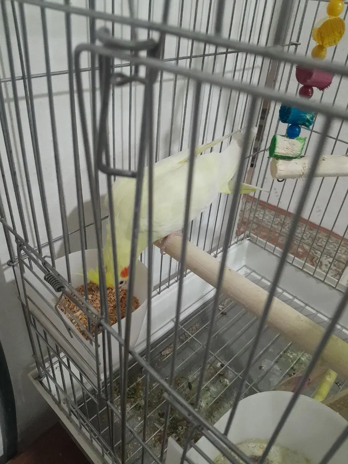 عروس هلندی|پرنده|پره‌سر, |دیوار