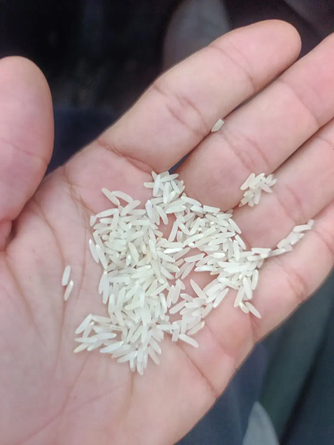 فجر سوزنی|خوردنی و آشامیدنی|مزرعه کتول, |دیوار