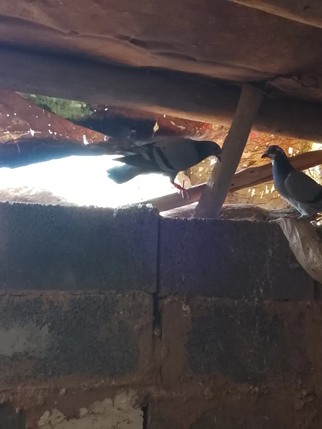 کبوتر مسافتی|پرنده|زرین آباد, |دیوار