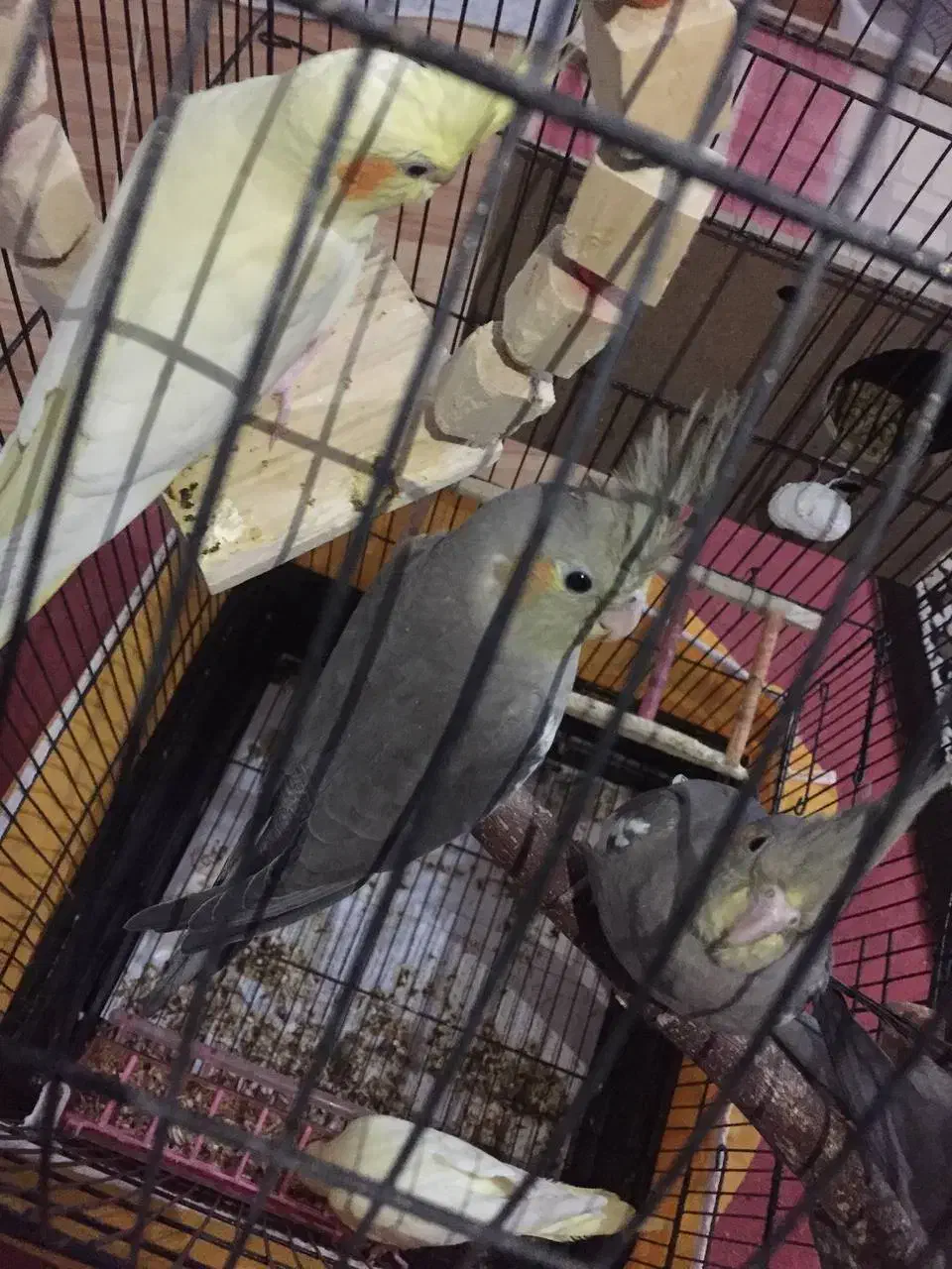 عروس هلندی|پرنده|اهواز, کوی بشارت|دیوار