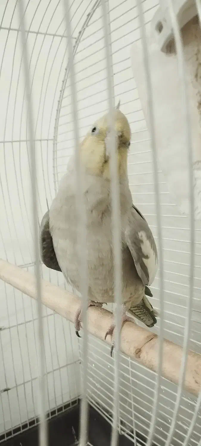 پرنده|پرنده|قدس, شهر‌قدس|دیوار