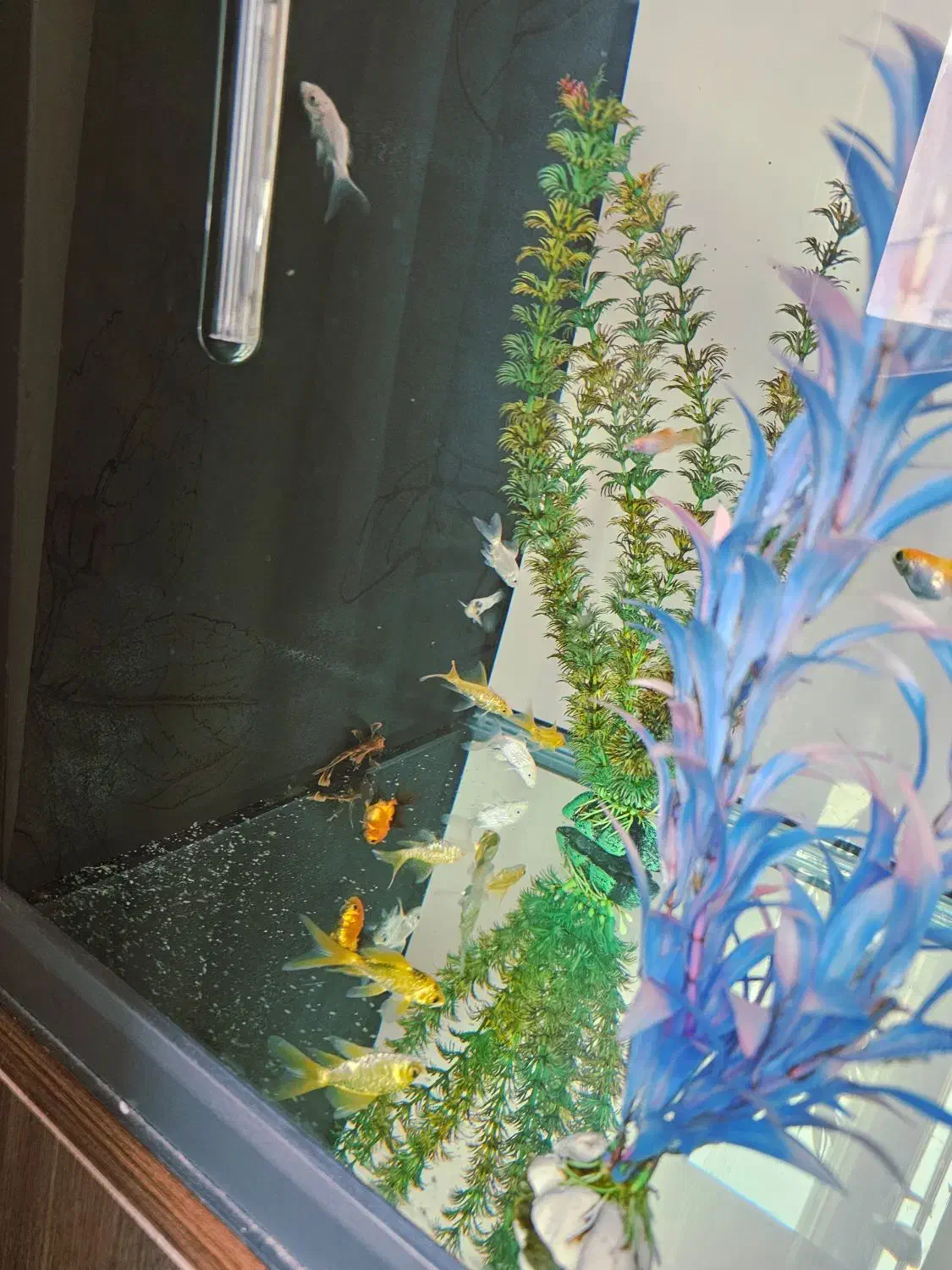 گلدفیش اوراندا و اپاچی کوی پلاتینیوم باله بلند|ماهی|تهران, توحید|دیوار