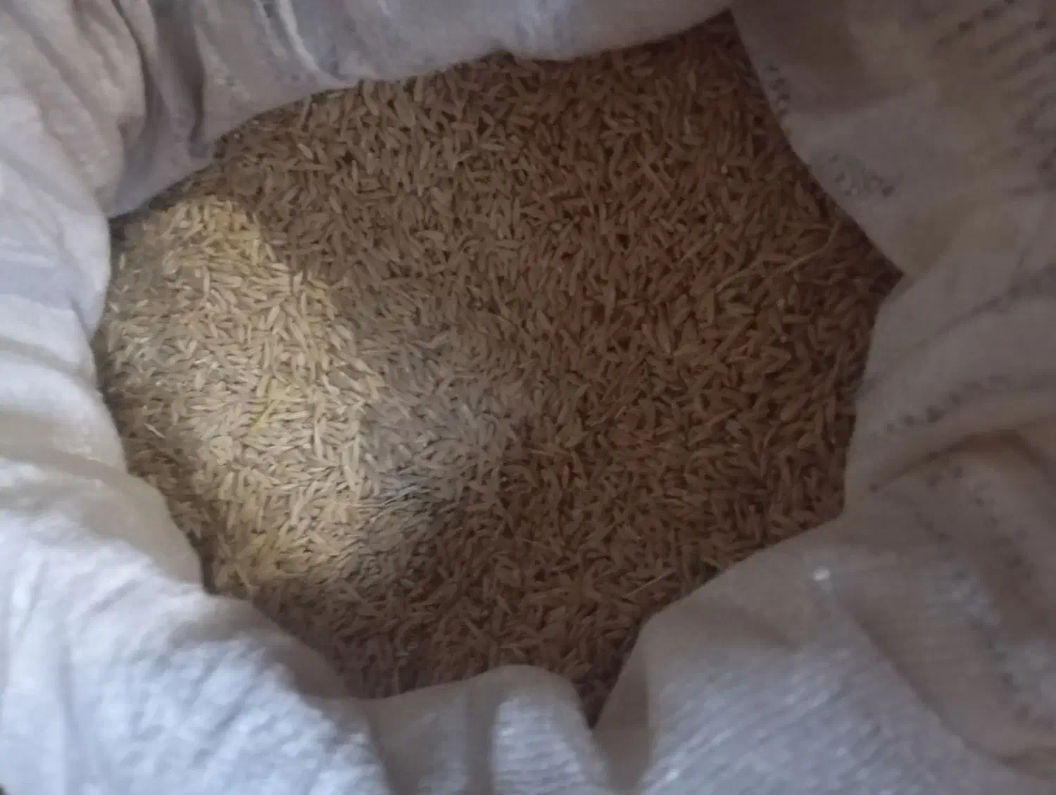 جو دیم|لوازم جانبی حیوانات|اشترینان, |دیوار