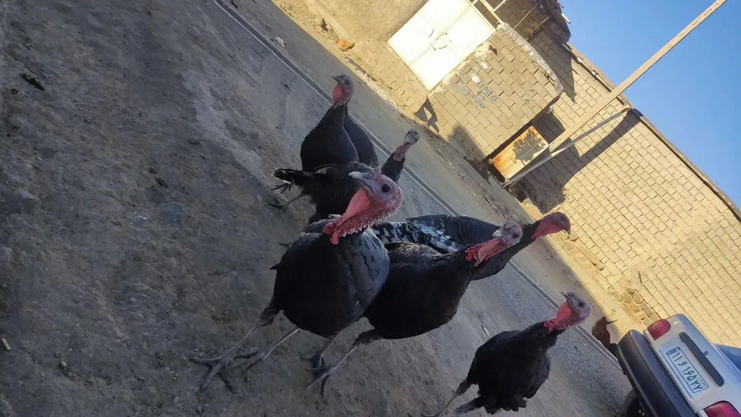 بوقلمون|حیوانات مزرعه|پیرانشهر, |دیوار