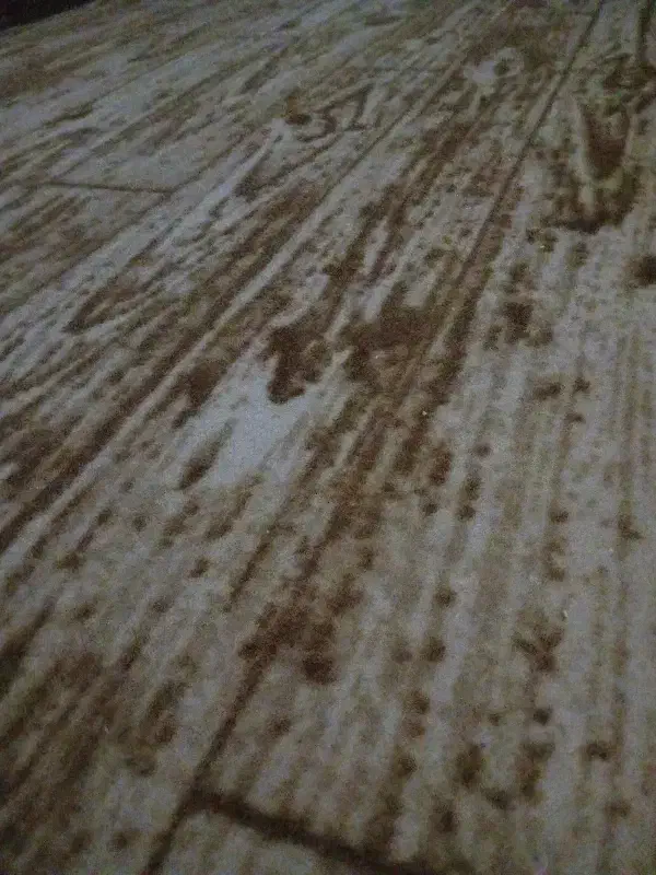 موکت طرح پارکت بسیار تمیز|موکت|بیرجند, |دیوار