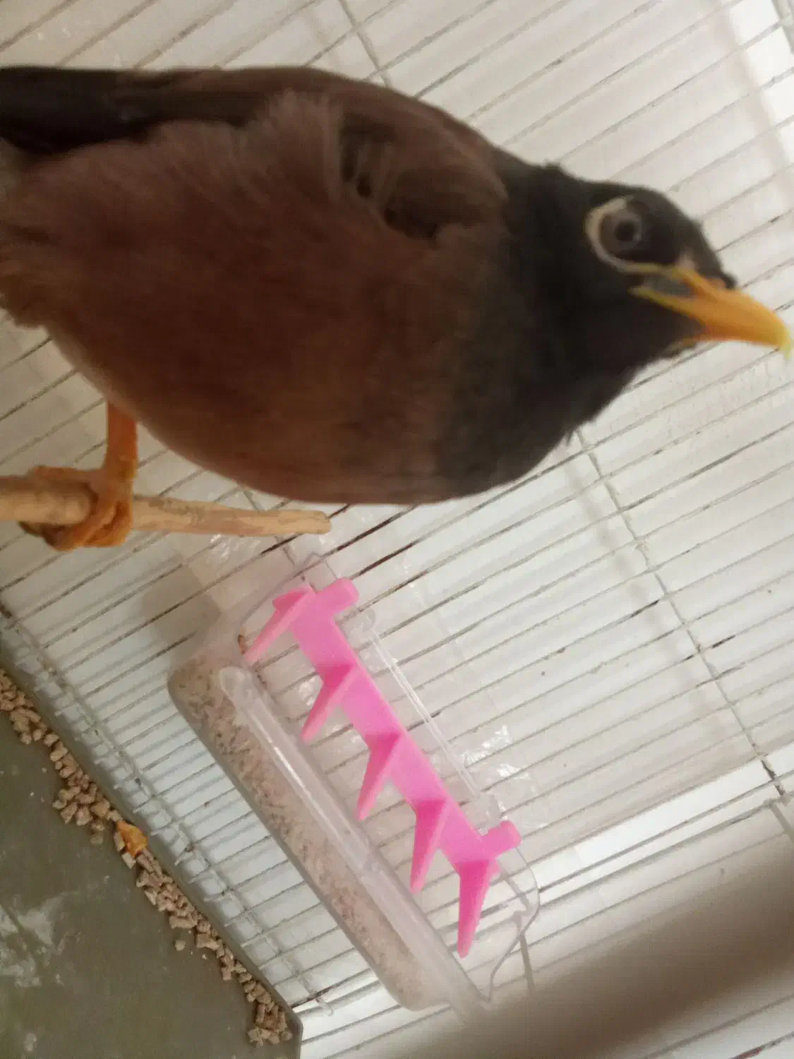 مرغ مینا سخنگو فوری|پرنده|پاکدشت, پاکدشت (مامازند)|دیوار