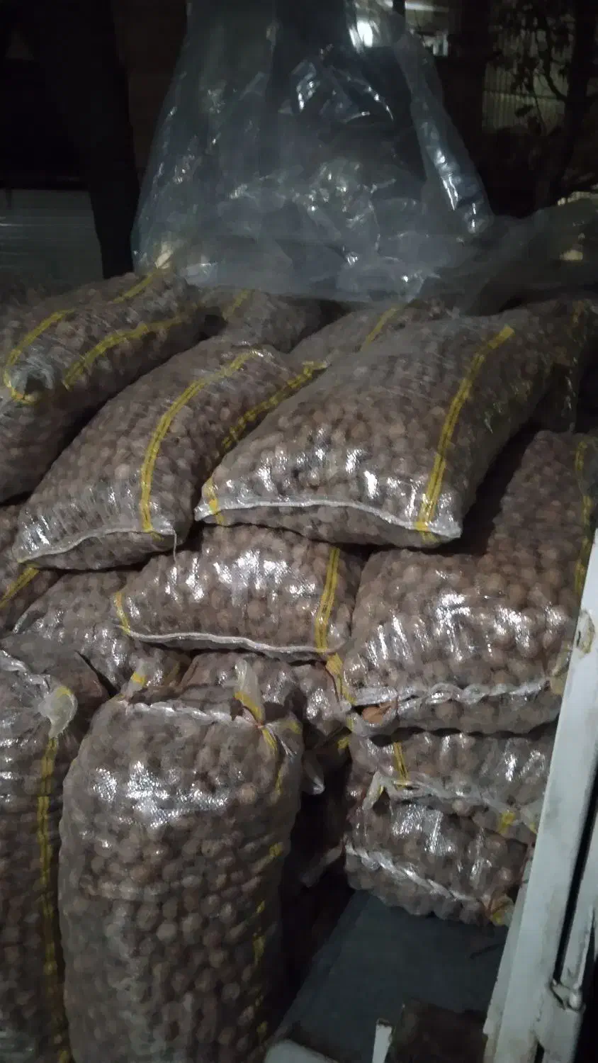 فروش فوری گردو|عمده‌فروشی|تهران, تهرانپارس غربی|دیوار