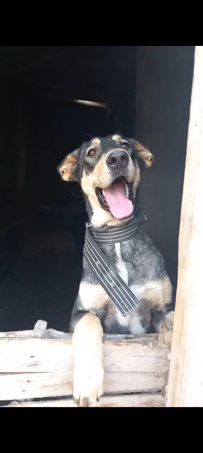 واگزاریطولهسگ|سگ|خواجه, |دیوار