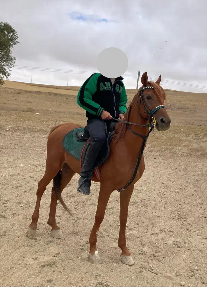 اسب عرب|اسب و تجهیزات اسبسواری|اردبیل, |دیوار