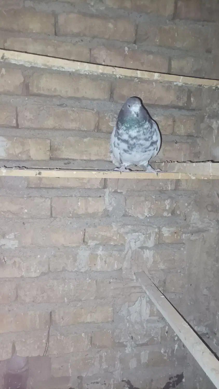 کله دار ماده|پرنده|بهارستان, |دیوار