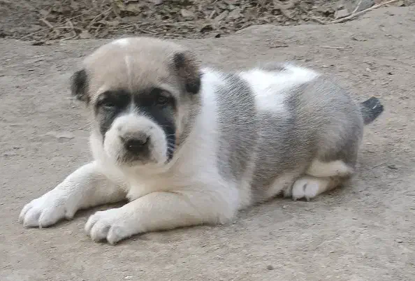 آلابای بااصالت نگهبان.. گله ای و..فی فقط سه|سگ|مشهد, ترمینال|دیوار