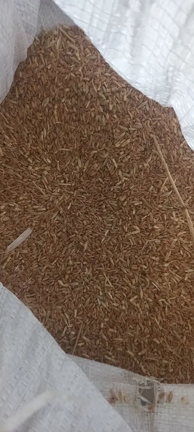 گندم دیم درجه یک|خوردنی و آشامیدنی|ویسیان, |دیوار