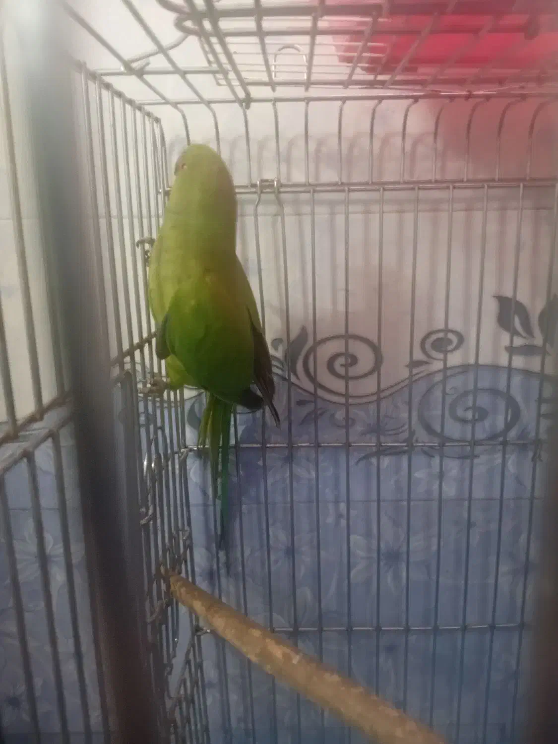 جوجه طوطی ملنگو|پرنده|ملارد, |دیوار