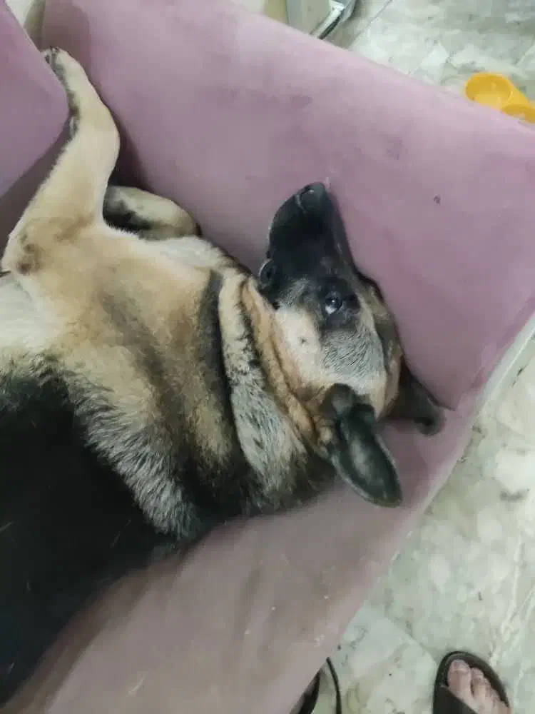 سگ ژرمن گمشده|حیوانات|کرج, حصارک بالا|دیوار