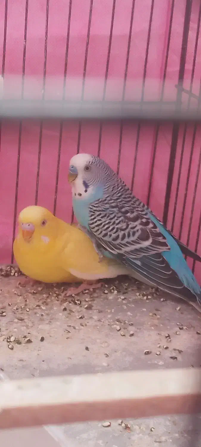 مرغ عشق انگلیسی|پرنده|رفسنجان, |دیوار