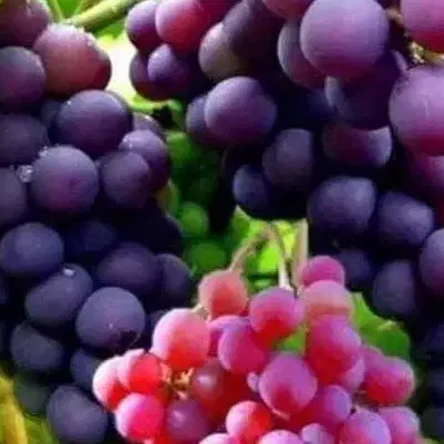 دهه ۵۰|کوهنوردی و کمپینگ|تهران, نیروی هوایی (پیروزی)|دیوار