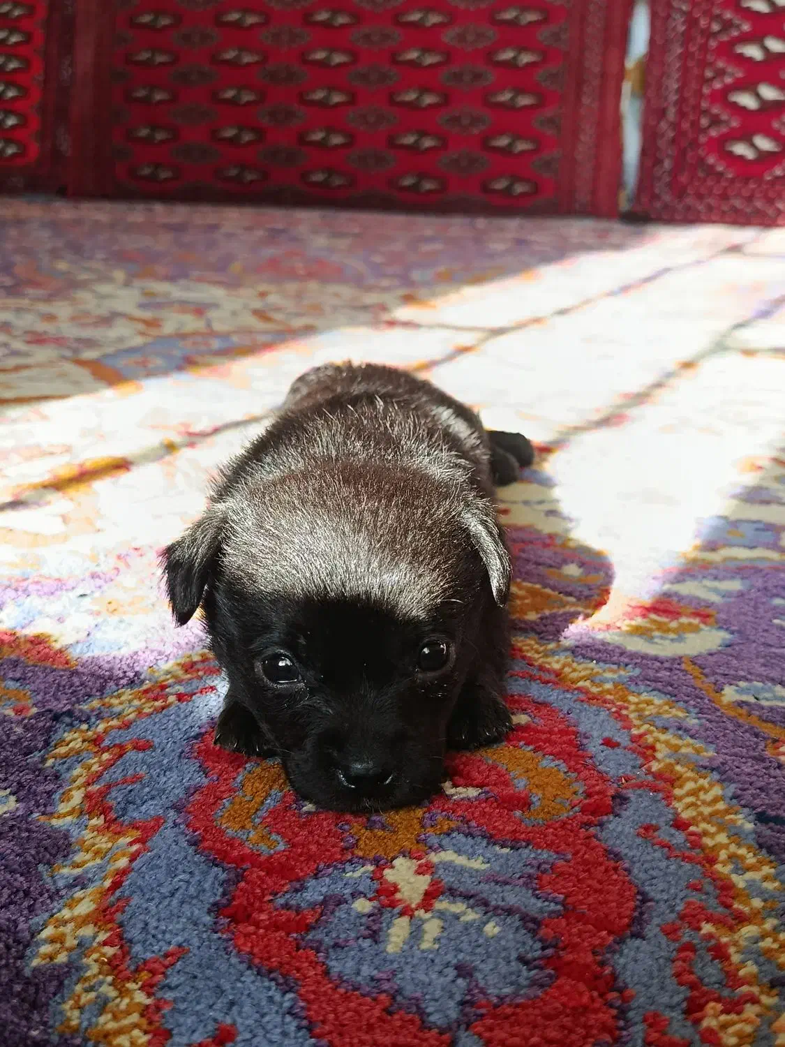 سگ اشپیز|سگ|تهران, صد دستگاه|دیوار