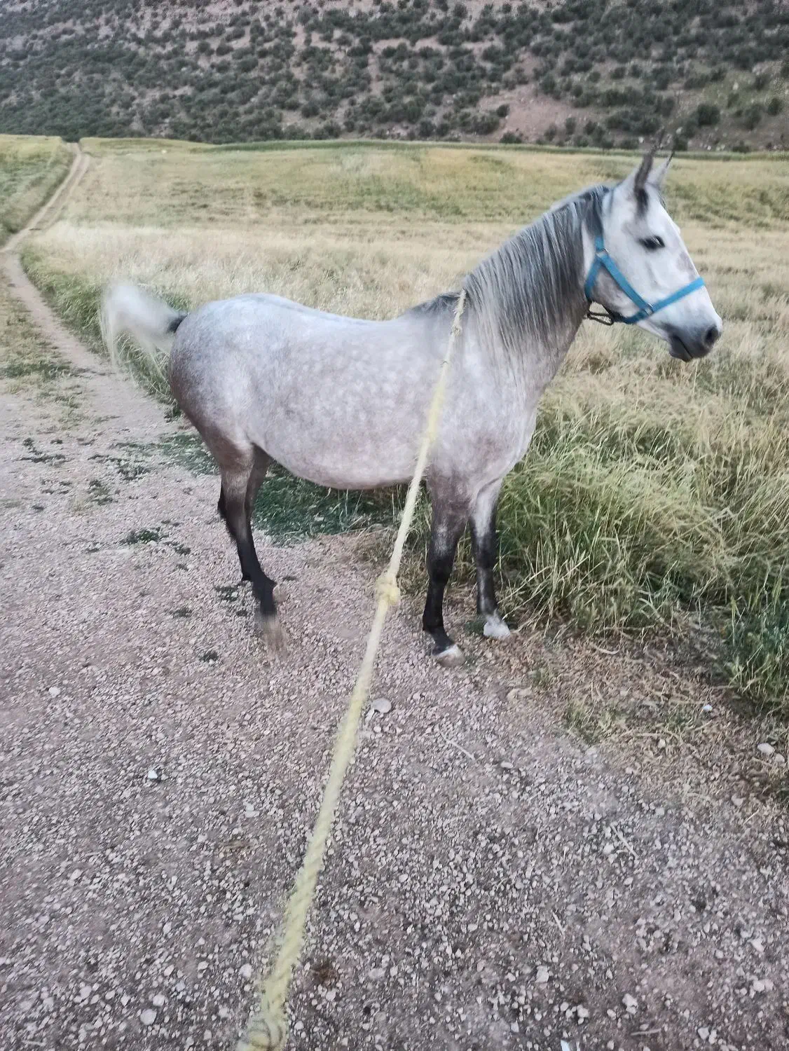 مادیان شناسنامه دار|اسب و تجهیزات اسبسواری|اسلامآباد غرب, |دیوار