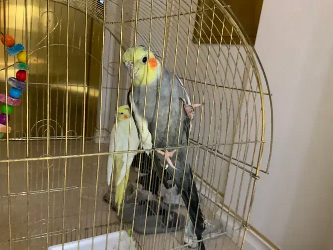 عروس هلندی|پرنده|مشهد, آزادشهر|دیوار