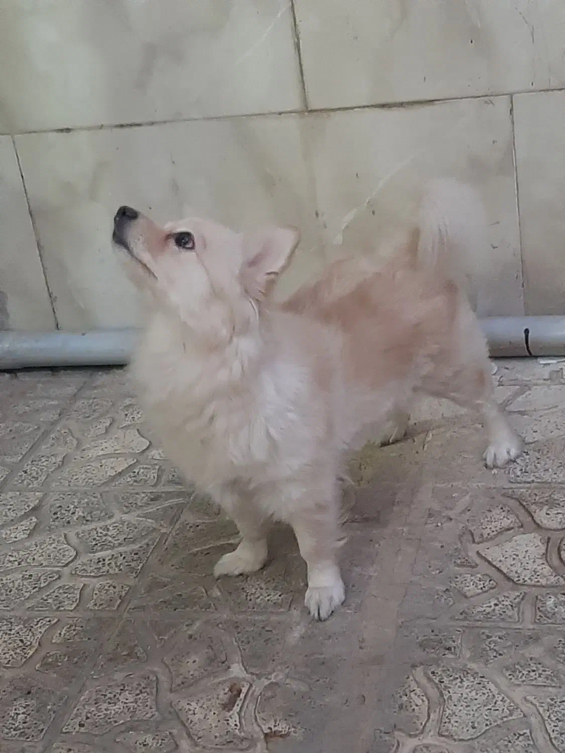 پامر اشپیتز|سگ|کرج, فاز ۲ مهرشهر|دیوار