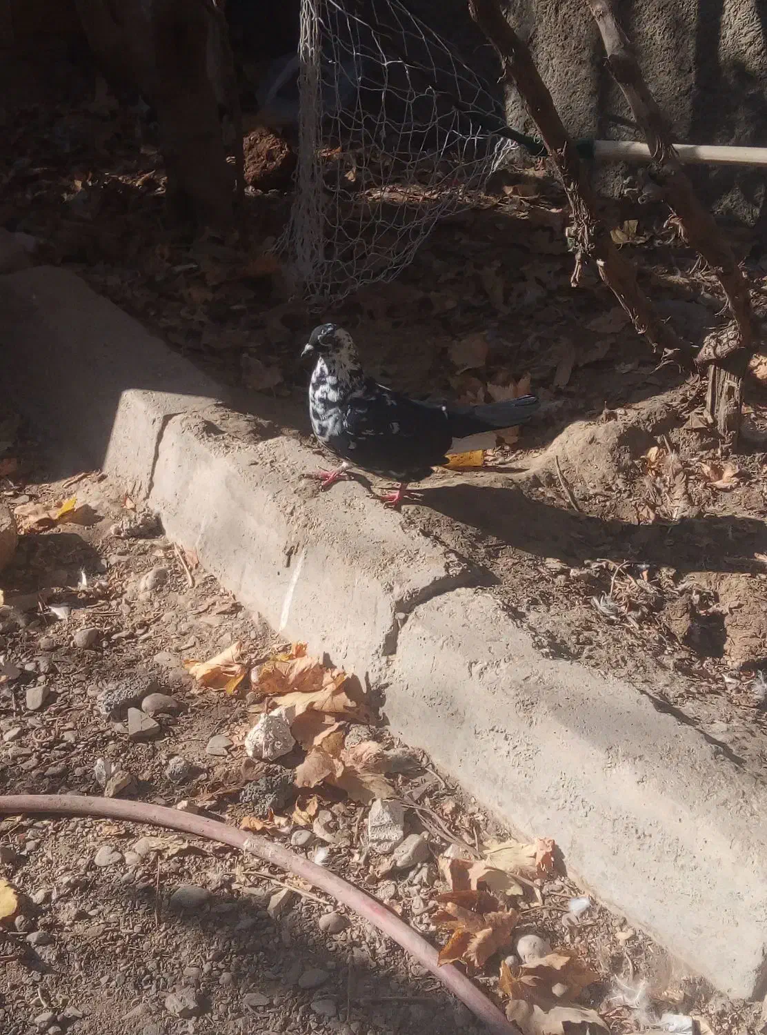 کفتر کبوتر بزک ماد|پرنده|چناران, |دیوار