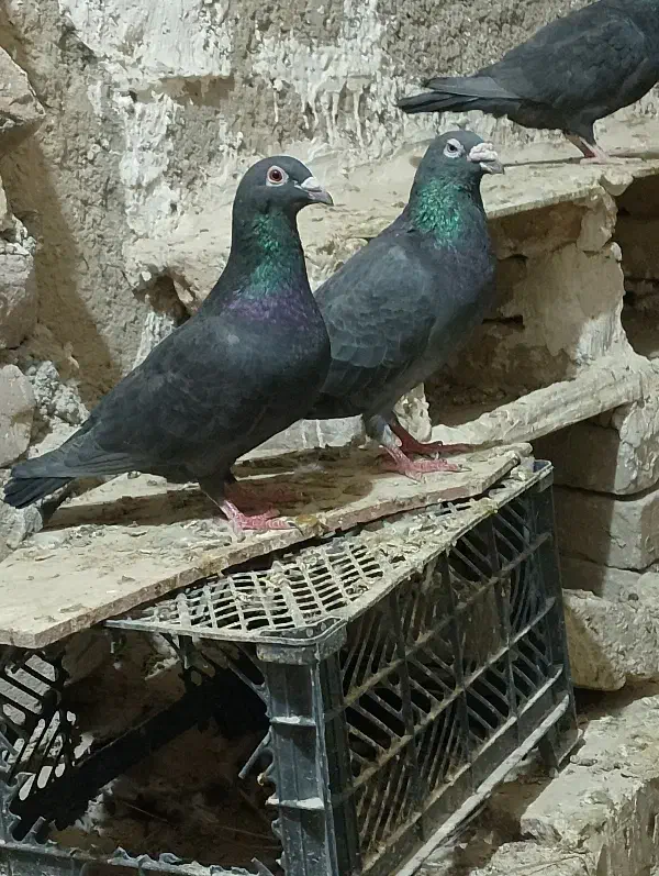 نروماده زاغ کیلومتری|پرنده|هامون, |دیوار