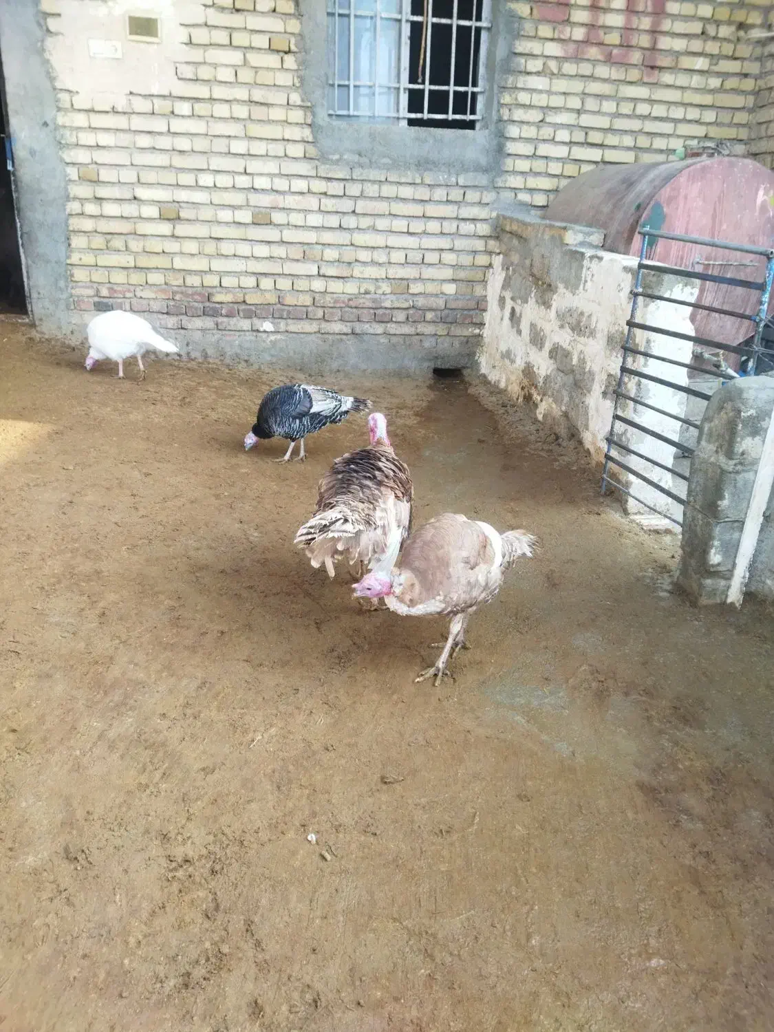 چهار عدد بوقلمو دوتا نر دوتا ماده|حیوانات مزرعه|ماهیدشت, |دیوار