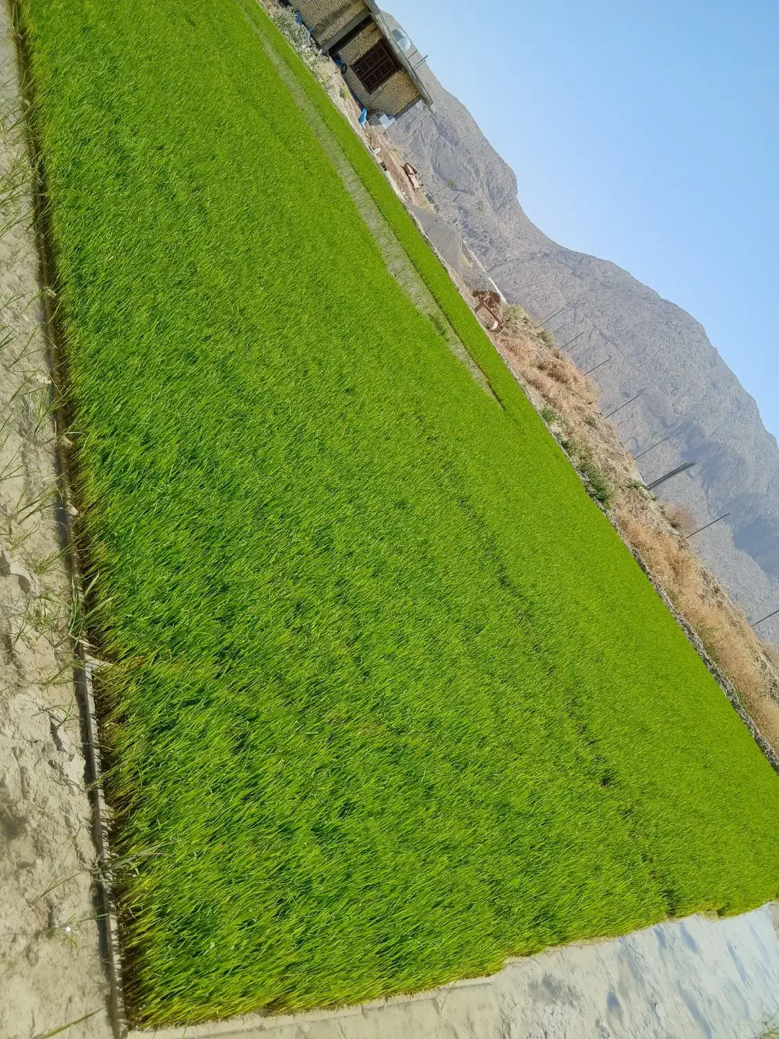 زمین کشاورزی بشرط آب|اجارهٔ دفتر صنعتی، کشاورزی، تجاری|مرودشت, رامجرد یک|دیوار