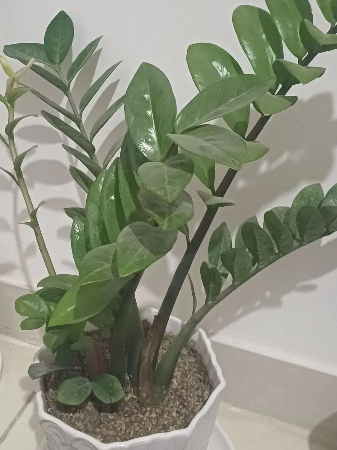 گیاه|گل و گیاه طبیعی|همدان, |دیوار