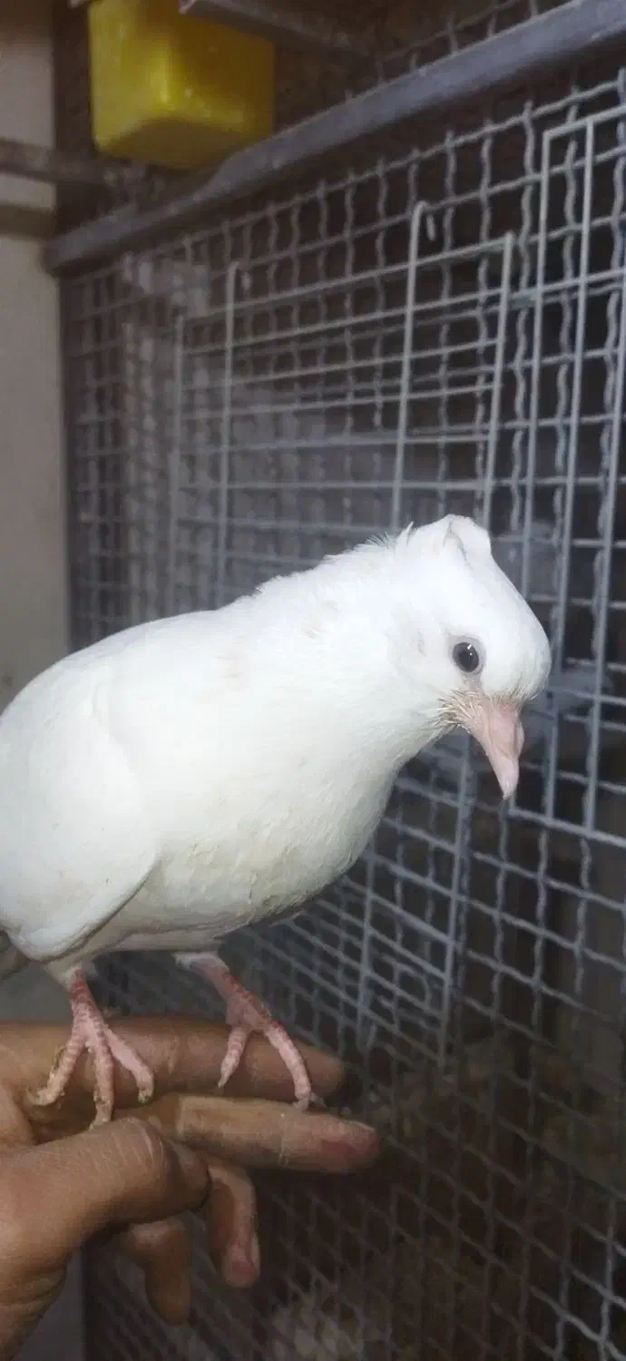 کبوتر سفید اراکی اصیل|پرنده|شیراز, عادل آباد|دیوار