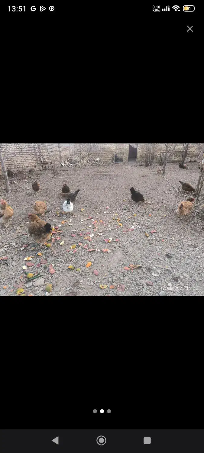 مرغ جوان|حیوانات مزرعه|صائین قلعه, |دیوار