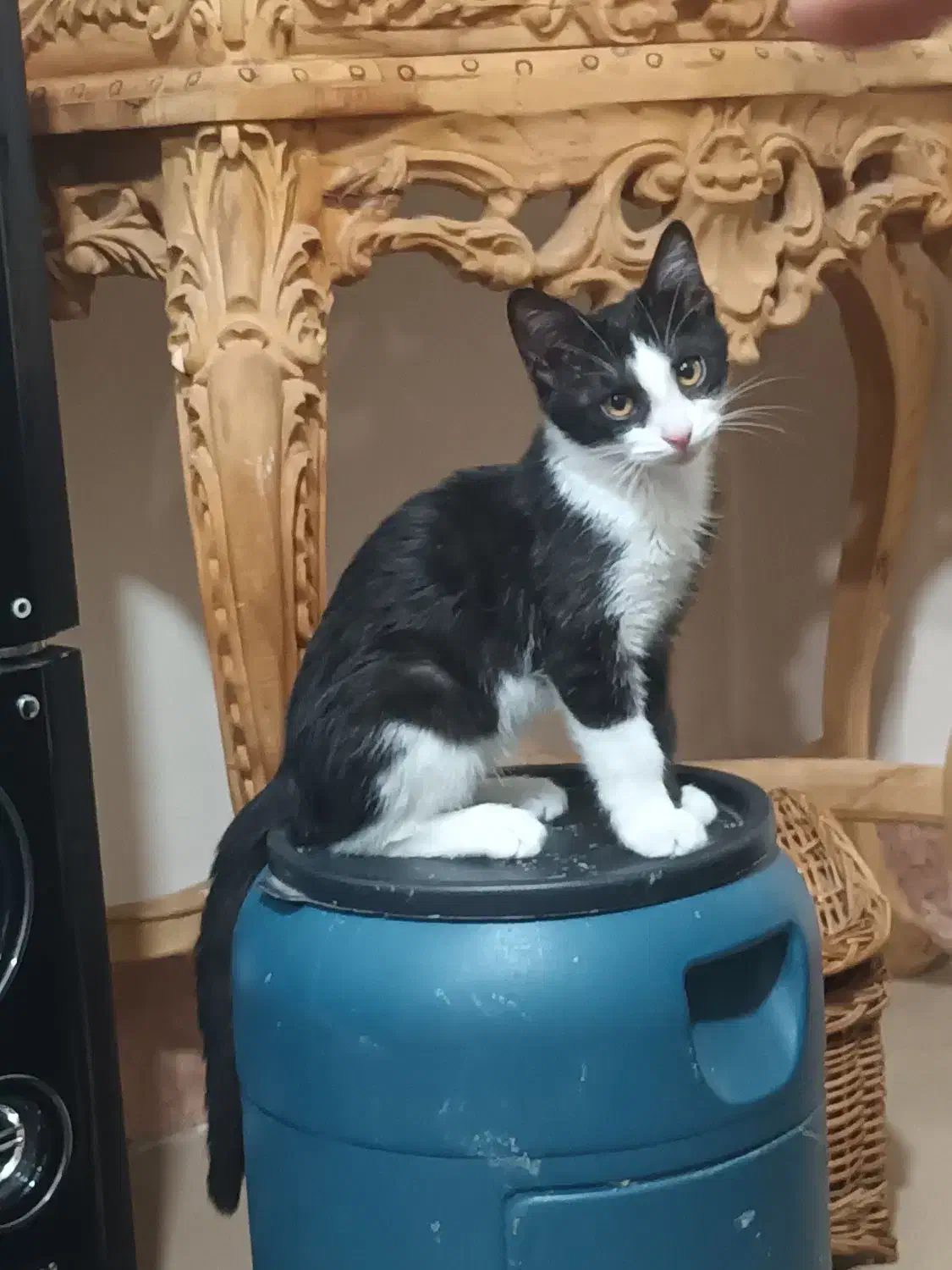 واگذاری رایگان گربه|گربه|اراک, |دیوار