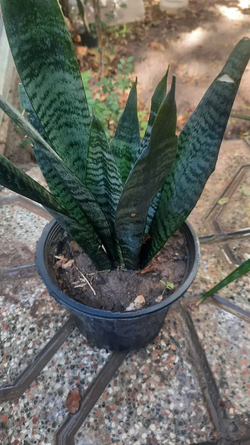 گل گل گل|گل و گیاه طبیعی|تربت جام, المهدی|دیوار