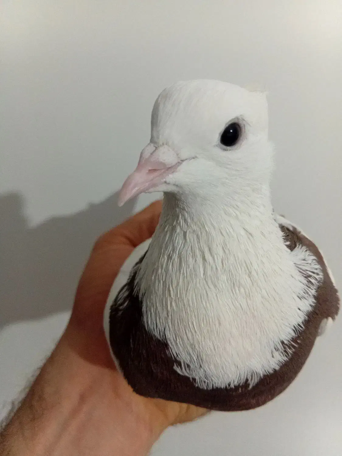 جوجه جیروماده طوقی|پرنده|قم, ولیعصر|دیوار