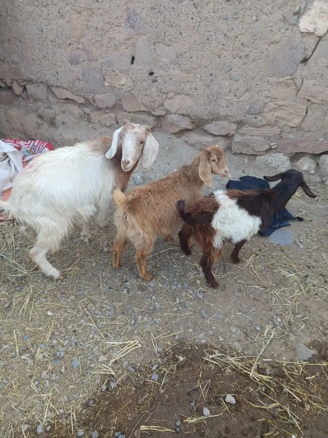 یک عدد بز جوان دوتا بز غاله ماده نگه داری|حیوانات مزرعه|خواجه, |دیوار