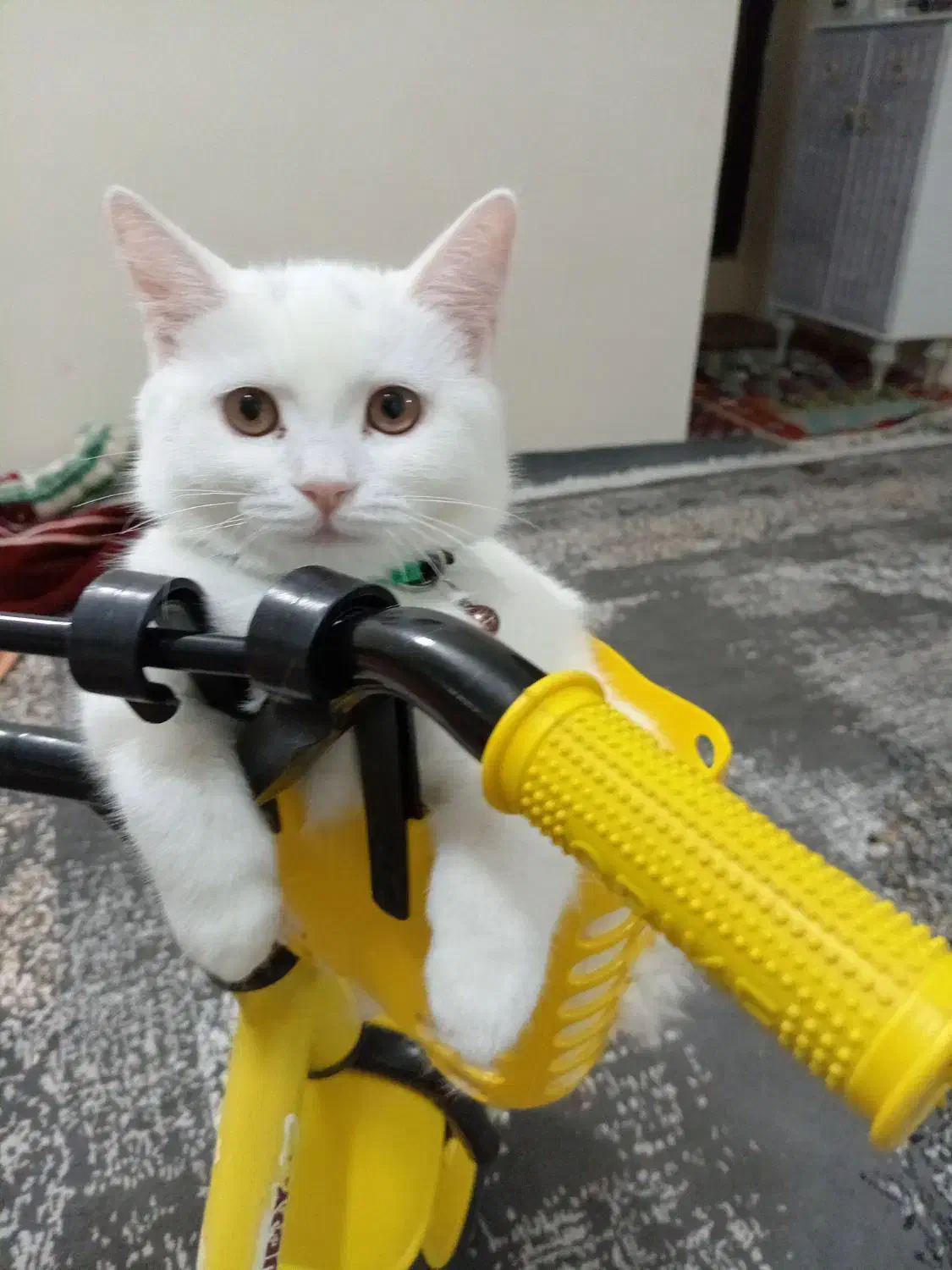 واگذاری گربه اسکاتیش|گربه|تایباد, |دیوار