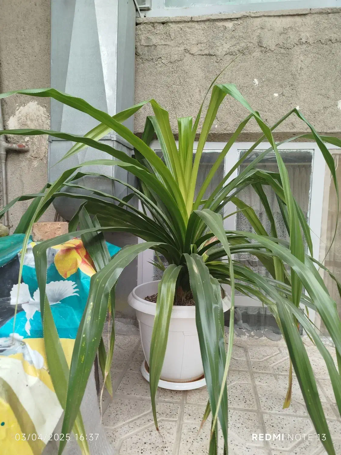 گل پاندانوس|گل و گیاه طبیعی|مشهد, ایثارگران|دیوار